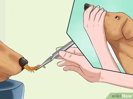 Image titled Remove a "Foxtail" from a Dog's Nose Step 11